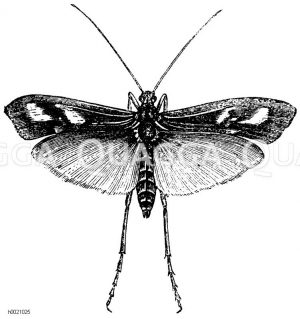 Rautenfleckige Köcherjungfer, Fliege [Digital]