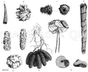 Verschiedene Phryganidengehäusen der Sprockwürmer. a, i, k) Sandkörnchen, f, h) größere Steinchen, e) Schneckenhäuser oder Schalen der kleinen Muscheln, b, c, d, g) zurechtgebissene Pflanzenteile [Digital]