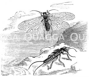 Zweischwänzige Uferfliege, nebst Puppe einer anderen Frühlingsfliege [Digital]