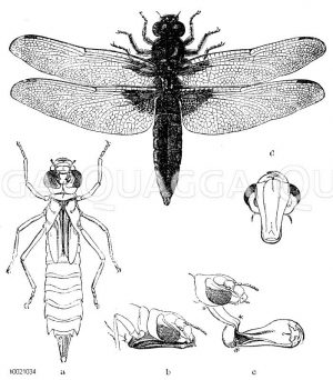 Plattbauch. a) reife Larve (Nymphe) einer Schmaljungfer, b) ihr Vorderteil von der Seite, c) Vorderteil mit ausgestreckter Fangmaske (* bezeichnet die Gelenke), d) Kopf von vorn [Digital]