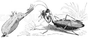 Gottesanbeterin. Weibchen nebst einem Eierhaus an einem Pflanzenstengel, aus dem einige Junge auskriechen [Digital]