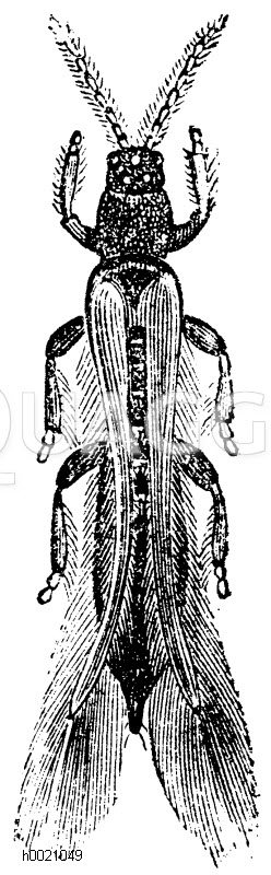 Getreideblasenfuß [Digital]