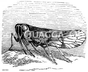 Gerippte Minierzikade [Digital]