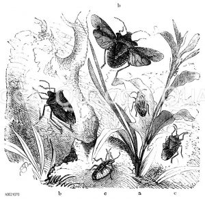 Spitzling (a), Rotbeinige Baumwanze, kriechend und fliegend (b), Gezähnte Stachelwanze, von der Bauchseite und Rückseite (c) [Digital]
