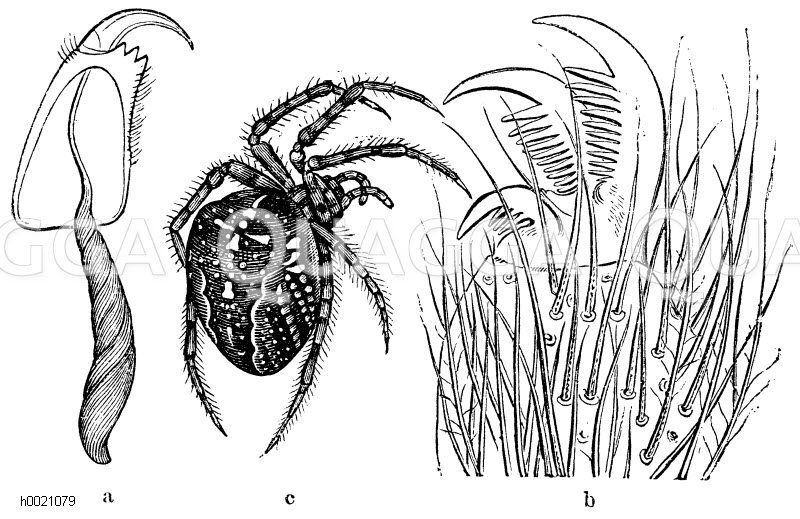 a) linke Kieferfühler der Kreuzspinne, an der Seite ausgeschnitten, damit der Eintritt seiner Giftdrüse sichtbar wird, b) äußerste Spitze eines Fußes der Hausspinne (Tegenaria demestica), c) Weibliche Kreuzspinne (Epeira diadema) [Digital]