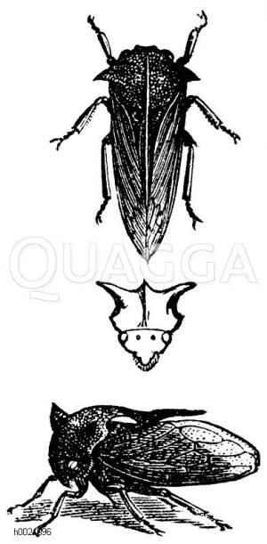 Gehörnte Dornzirpe. Mittig, Kopf und Halsschild von vorn [Digital]