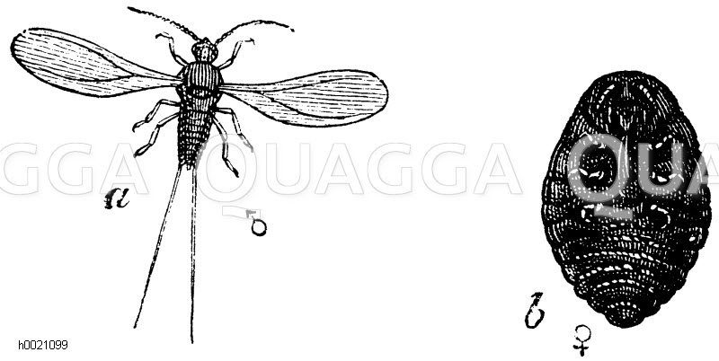 Cochenille. a) Männchen, b) Weibchen von der Bauchseite [Digital]