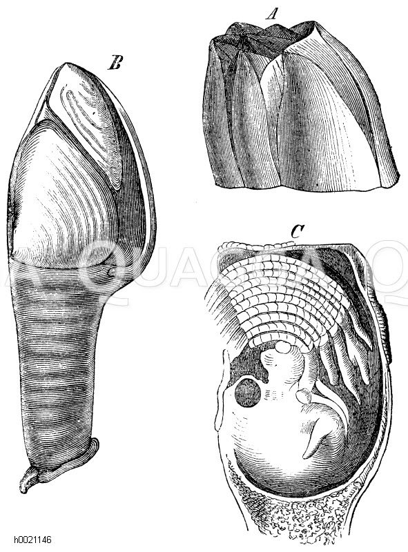 Seepocken (A, B, C) Quagga Illustrations