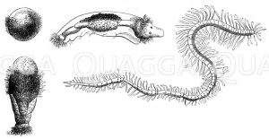 Borstenwurm. Entwicklung: bei der Terebella nebulosa bedeckt sich das Ei mit einer Zone von Flimmerhaaren (1) und beginnt in dieser Larvenform ein selbständiges Dasein. Bei der allmählich eintretenden Streckung (2) bildet sich eine zweite Reihe von Haaren, alsdann treten aus der Haut Stummel hervor (3), es bilden sich die Augen aus und die inneren Organe, bis endlich die vorübergehenden den bleibenden Platz machen. In 4) sehen wir die Art der Fortpflanzung der geschlechtslosen Syllideen. An dem Hinterteil des Muttertiers sprossen eine Reihe von Knospen hervor, deren äußerste die älteste und am meisten entwickelte ist. Beim Reifen trennen sich die Knospen als lebensfähige Wesen vom Stammtier. Bei der Gattung Aulolytus entstehen Männchen und Weibchen auf dem Weg der Knospung, während deren Stammtiere aus Eiern sich entwickelten. Generationswechsel. [Digital]