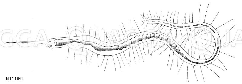 Gezüngelte Naide Quagga Illustrations