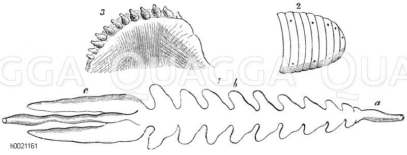 Medizinischer Blutegel <Hirudo medicinalis> Bau 1) Darmkanal, a) Schlund, b) mittlere Magenblindsäcke, c) letzte Blindsäcke. 2) Vorderende mit den Augen. 3) Kieferwulst des Pferdeegels [Digital]