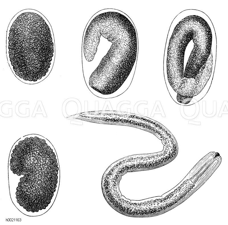 Nematoxys (Entwicklung) Quagga Illustrations