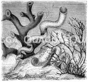 Wurmschnecke [Digital]