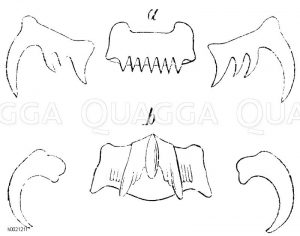 Zahnreihe der Reibeplatten von a) Tritonium undatum, b) Murex erinaceus [Digital]