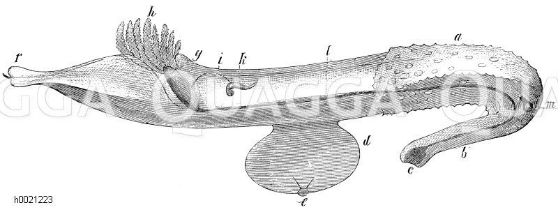 Pterotrachea scutata - a) Schild, b) Rüssel, c) Mund, d) Flosse, e) Saugnapf, f) Schwanzende, g) Eingeweidesack, h) Kiemen, i) Wimperrinne zu k), 1) Darmkanal, m) Auge [Digital]