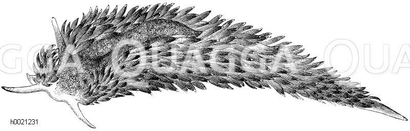 Breitwarzige Fadenschnecke [Digital]