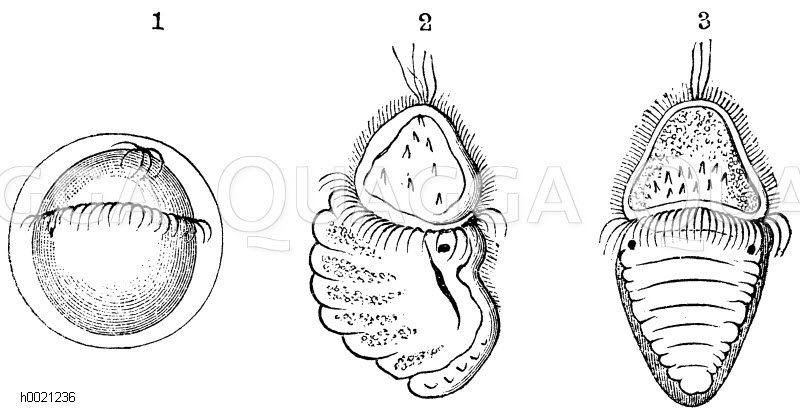 Verschiedene Stufen der Larve der Käferschnecke [Digital]
