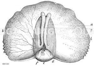 Tiedemannia neapolitana [Digital]