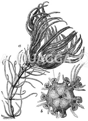 Pentracrinus caput Medusae, a ganzes Tier, b Kelchscheibe von oben, die Arme abgeschnitten [Digital]