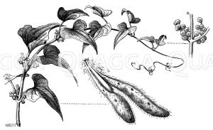 Yamswurzel mit Wurzel (unten) und Blüte (oben rechts) [Digital]