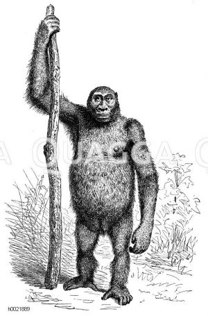 Gorilla. Erwachsenes Gorillaweibchen in unnatürlich gestreckter Stellung [Digital]