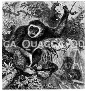 Gibbon [Digital]