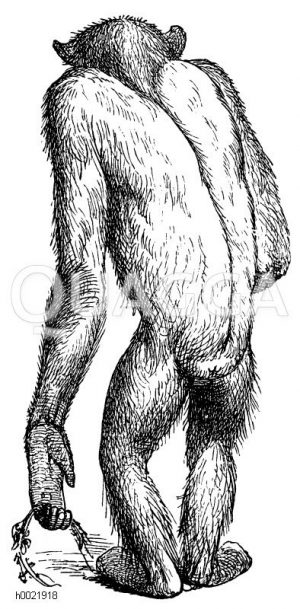 Gorilla. Rückenansicht des jungen Gorilla [Digital]