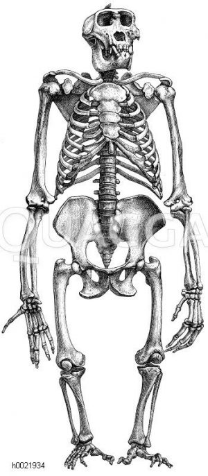 Gorilla. Unnatürlich gestrecktes Skelett [Digital]