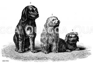 Hund. Einfluss der Erblichkeit auf Hunde: Mitte: Mutter, links: weibliches Junges, rechts: männliches Junges des gleichen Wurfs [Digital]