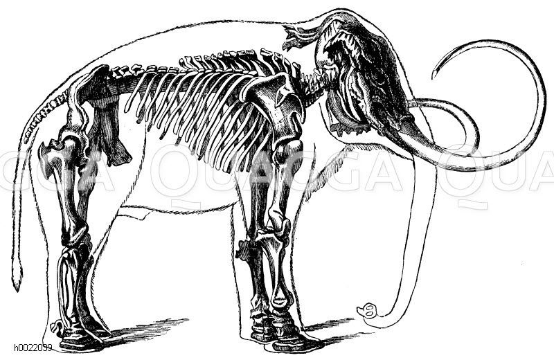 Mammut. Sibirisches Mammut: restauriert nach einem Skelett im Peterburger Museum (nach Zittel) [Digital]