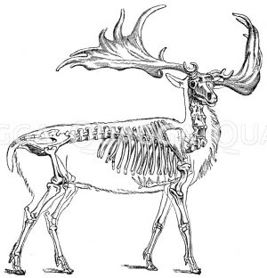 Riesenhirsch. Restauriert nach einem in Irland gefundenen Skelett [Digital]