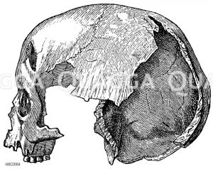 Weiblicher Schädel mit Stirnwunde aus der Höhle von Ero-Magnon (nach Joly) [Digital]