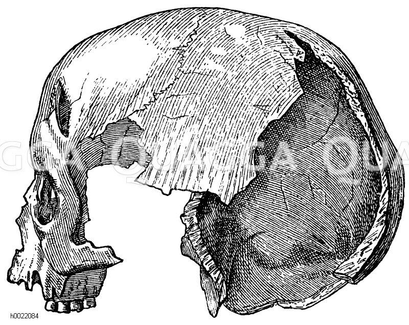 Weiblicher Schädel mit Stirnwunde aus der Höhle von Ero-Magnon (nach Joly) [Digital]