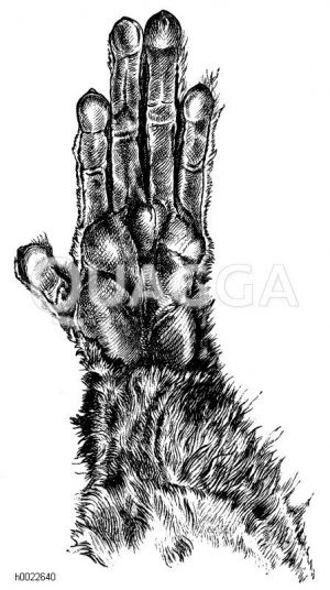 Fuchsmaki: Hand mit dem gut erhaltenen Daumen [Digital]