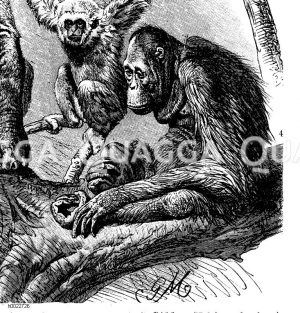 Menschenaffen: Gorilla, Schimpanse, Gibbon, Orang-Utan [Digital]