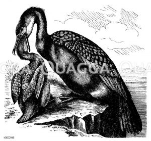 Kormoran: Füttern eines Jungtieres [Digital]