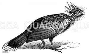 Schopfhuhn [Digital]