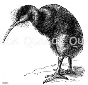 Kiwi [Digital]