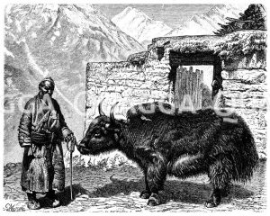 Mongole mit einem zahmen Yak [Digital]