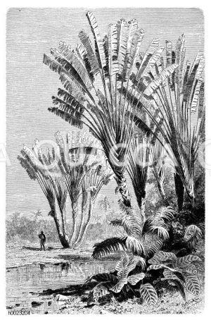Landschaft auf Madagaskar mit Ravenala madagascariensis [Digital]