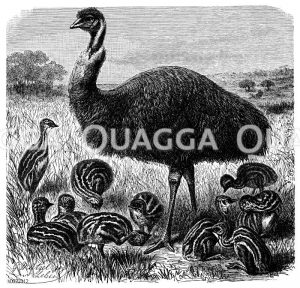 Emus - Dromaiidae