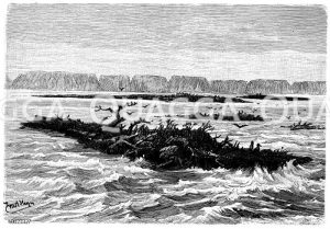 Ufer und schwimmende Inseln des unteren Amazonas [Digital]