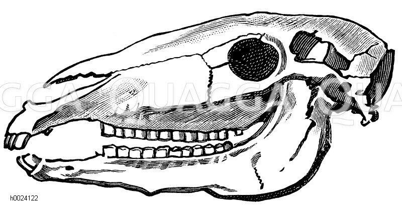 Pferd: Schädel [Digital]