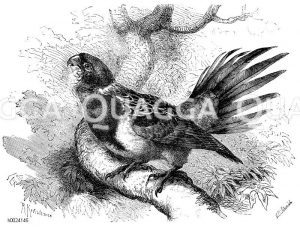 Rosella [Digital]