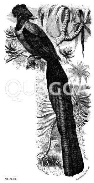 Paradieselster [Digital]