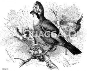 Eichelhäher [Digital]