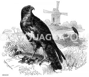 Mäusebussard [Digital]