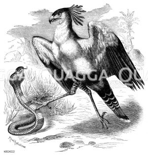 Kranichgeier [Digital]