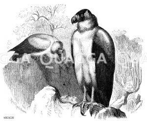 Königsgeier [Digital]