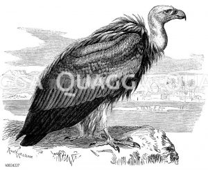 Fahles Gänsegeier [Digital]